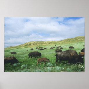 Poster Troupeau de bisons broutant l'herbe de la prairie 