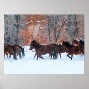 Poster Troupeau de chevaux courant dans la neige