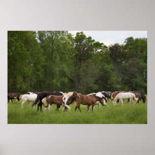 Poster Troupeau de chevaux, Tennessee