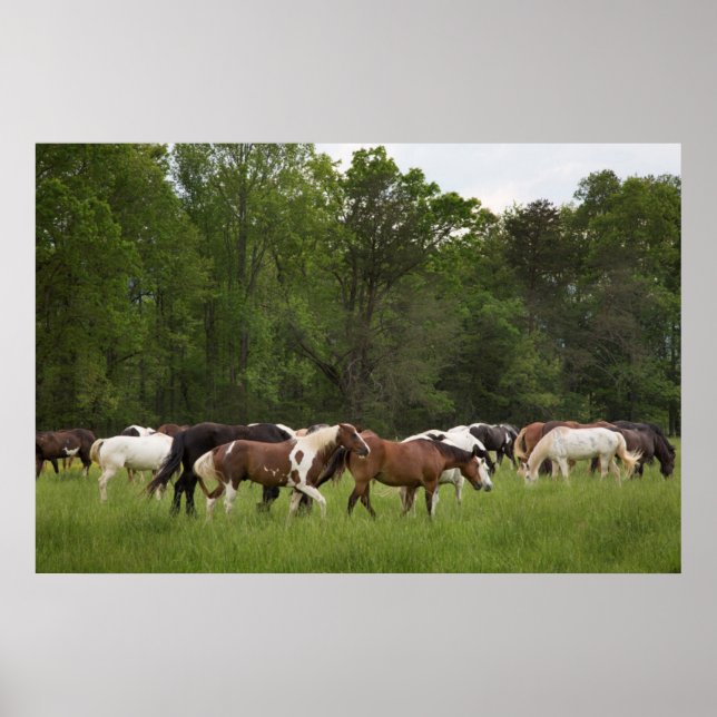 Poster Troupeau de chevaux, Tennessee (Devant)