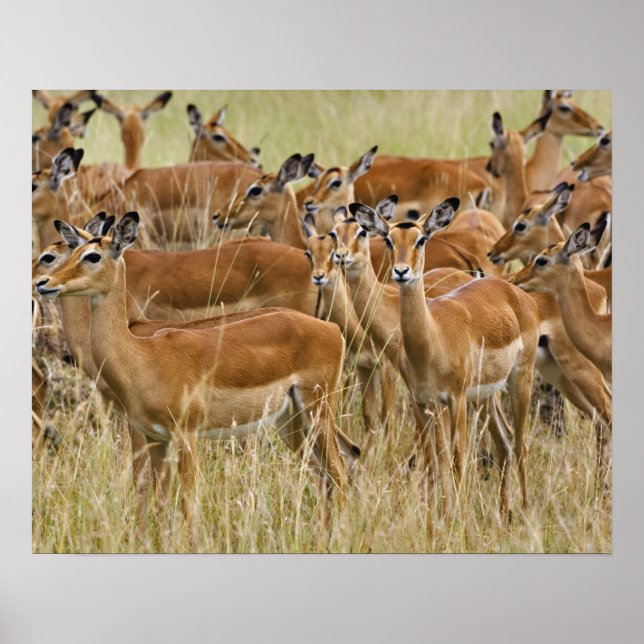 Poster Troupeau de femelle Impala, Masai Mara, Kenya. (Devant)