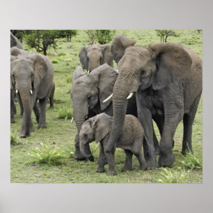 Poster Troupeau d'éléphants d'Afrique