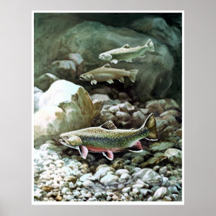 Poster truite arc-en-ciel dans l'affiche de pêche du ruis