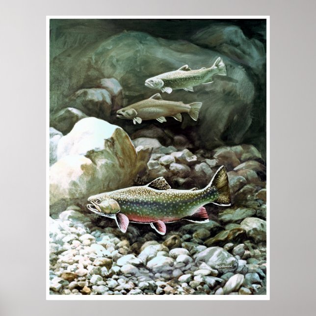 Poster truite arc-en-ciel dans l'affiche de pêche du ruis (Devant)