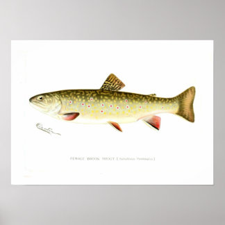 Poster Truite de ruisseau femelle