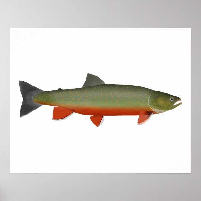 Poster Truite Dolly Varden (Devant)