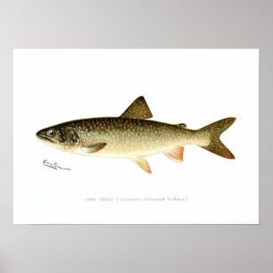 Poster Truite du lac