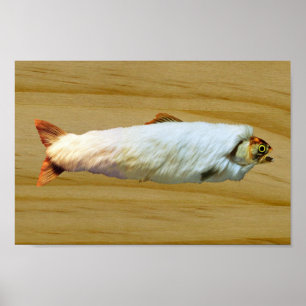 Poster Truite fourrure
