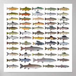 Poster Truite, omble, Grayling, Hucho et Whitefish Group