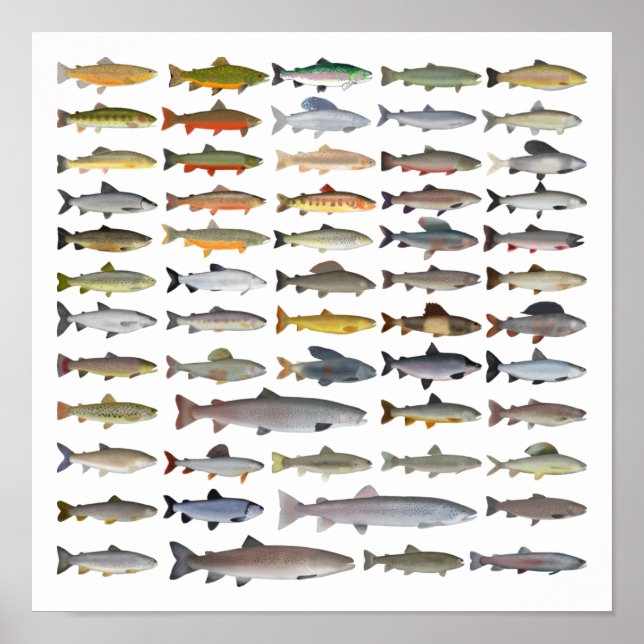 Poster Truite, omble, Grayling, Hucho et Whitefish Group (Devant)
