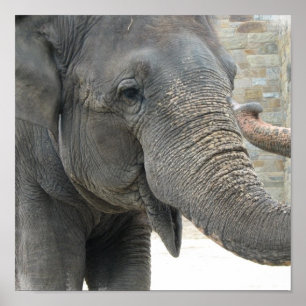 Poster Trumpeing Elephant Print