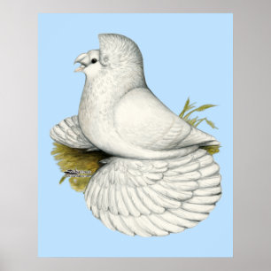 Poster Trumpeter Pigeon White