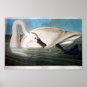 Poster Trumpeter Swan, John James Audubon