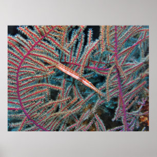 Poster Trumpetfish dans le corail