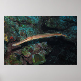 Poster Trumpetfish II