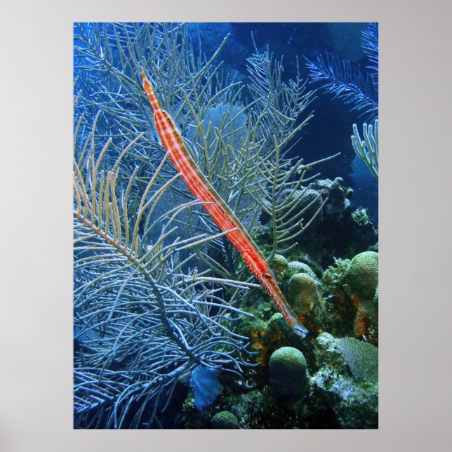 Poster Trumpetfish in Utila (Devant)