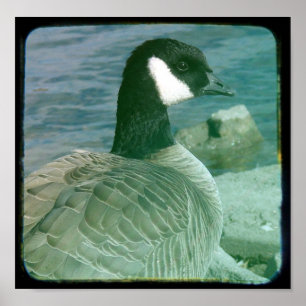 Poster TTV Canada Goose