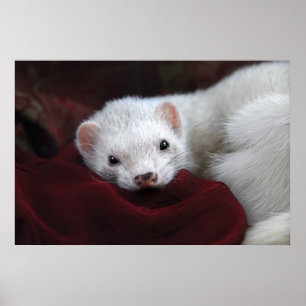 Poster Tu chantais est bien...