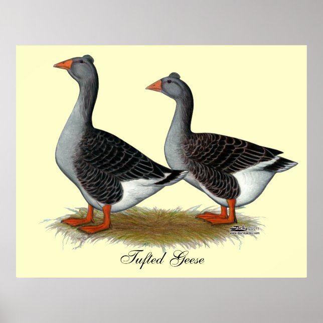 Poster Tufted toulouse Geese (Devant)