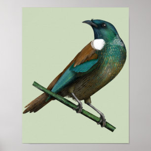 Poster Tui New Zealands Bird