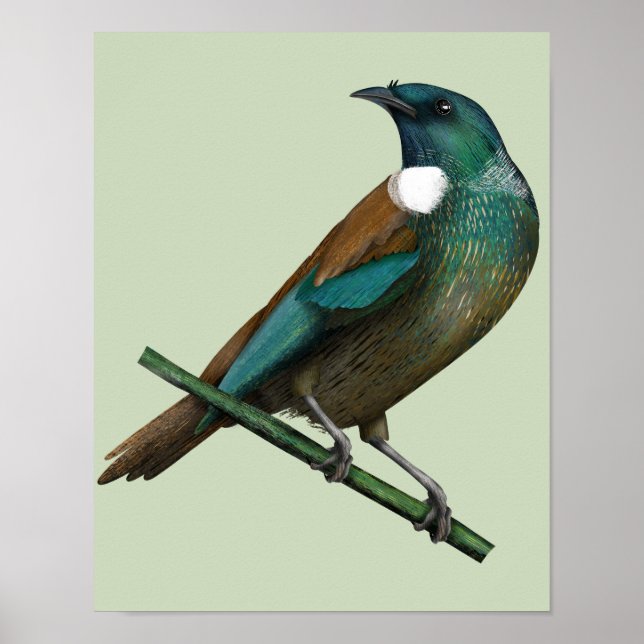 Poster Tui New Zealands Bird (Devant)