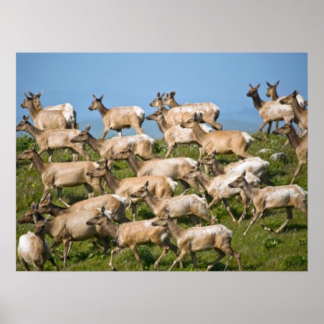 Poster Tule Elk| Point Reyes National Seashore, CA (Devant)
