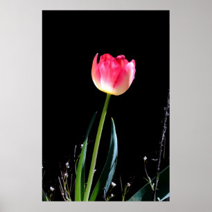 Poster Tuliforme de printemps
