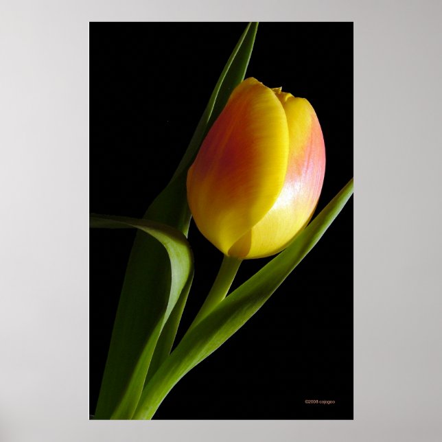 Poster Tulip (Devant)
