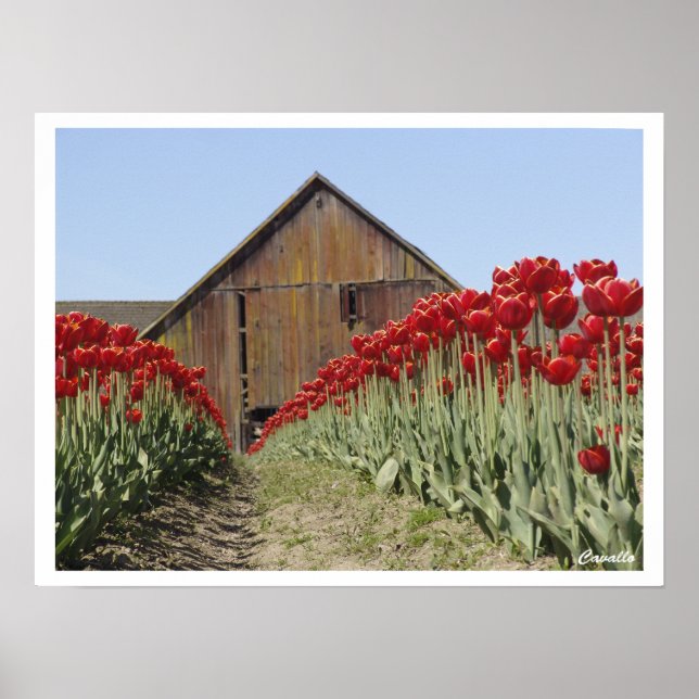 Poster Tulip (Devant)