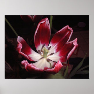 Poster Tulip