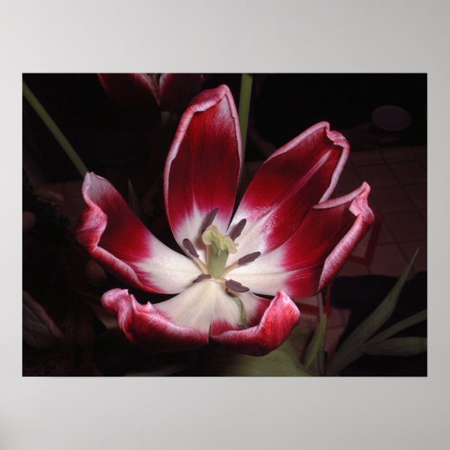 Poster Tulip (Devant)
