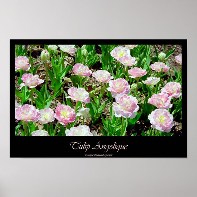 Poster Tulip Angelique (Devant)