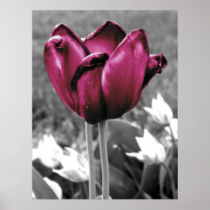 Poster Tulip Art