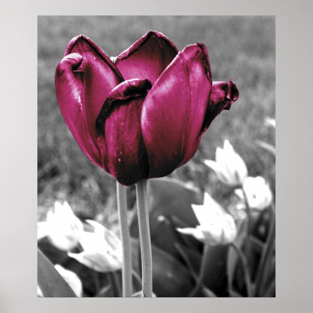 Poster Tulip Art (Devant)