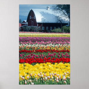 Poster Tulip display garden, comté de Skagit,