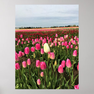 Poster Tulip Farm