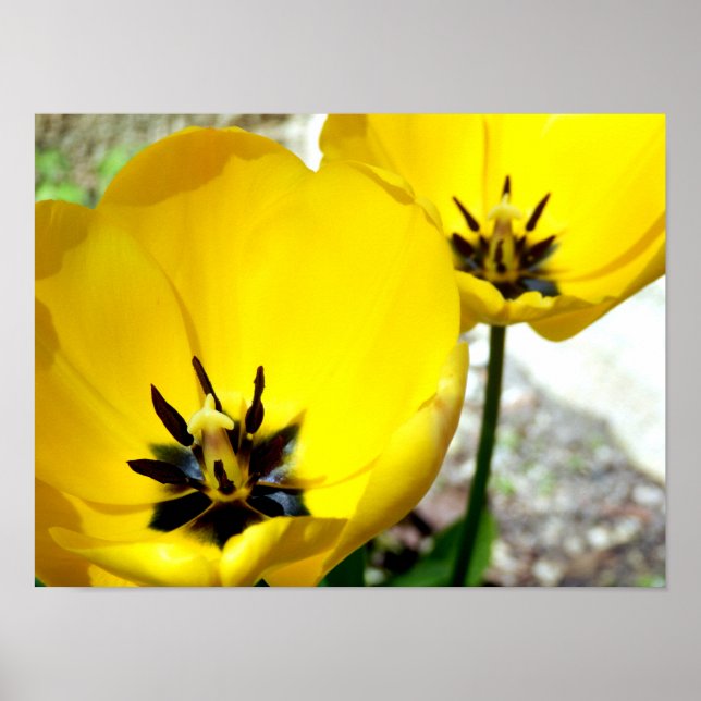Poster Tulip Jaune (Devant)