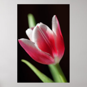 Poster Tulip paisible