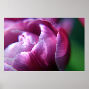 Poster Tulip Petals