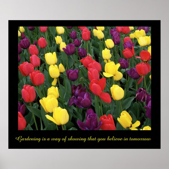 Poster Tulip Rainbow (Devant)