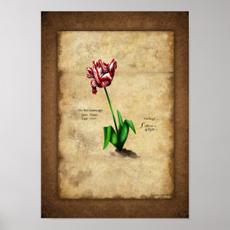 Poster Tulip (Semper Auguste)