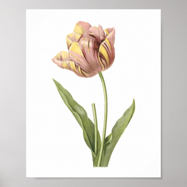 Poster tulip(Tulipa culta) de Redouté (Devant)
