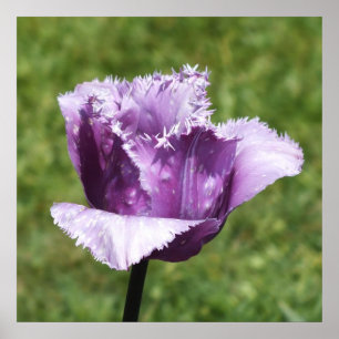 Poster Tulipe à franges pourpres