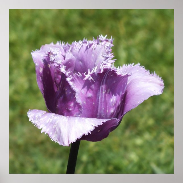 Poster Tulipe à franges pourpres (Devant)