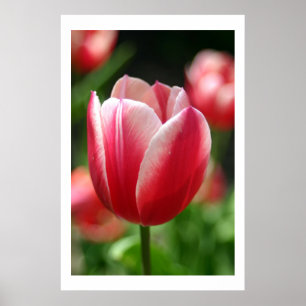 Poster Tulipe au printemps