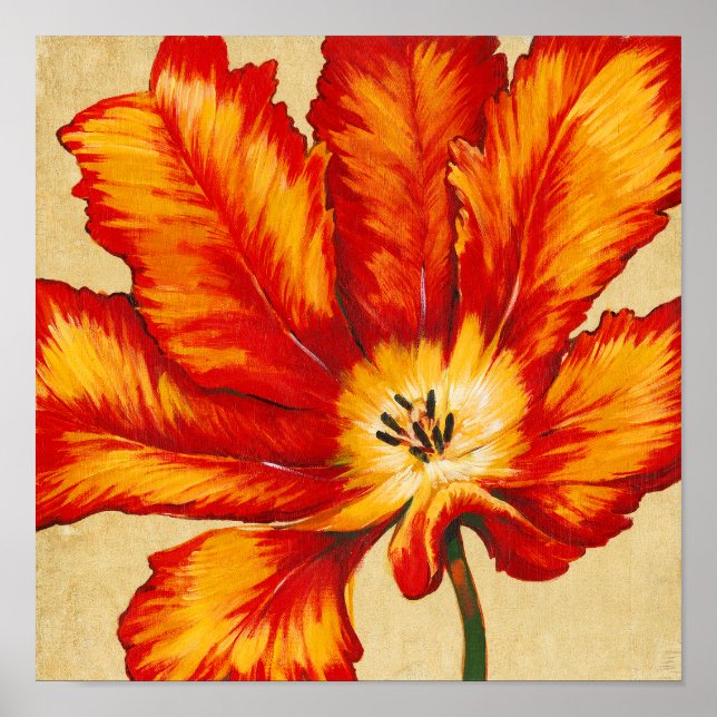 Poster Tulipe de perroquet II (Devant)