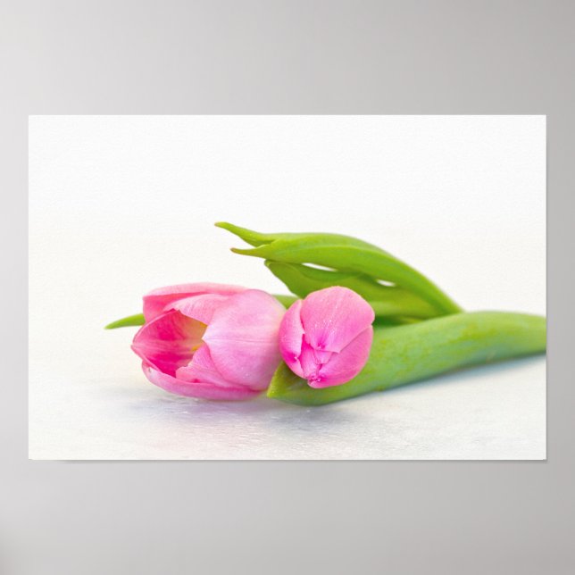 Poster Tulipe de printemps (Devant)