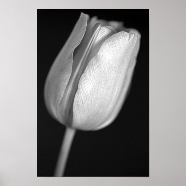 Poster Tulipe demi-teinte (Devant)