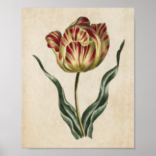 Poster Tulipe florale vintage Imprimer
