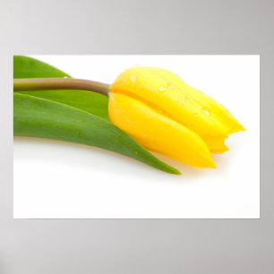 Poster Tulipe jaune